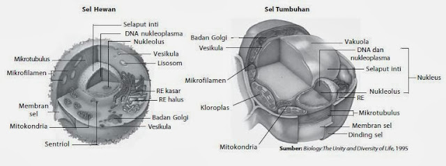 Perbedaan sel hewan dan tumbuhan