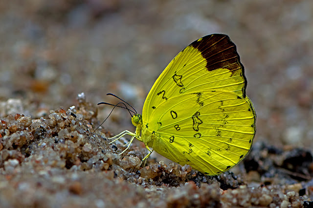 Eurema simulatrix the Hill Grass Yellow butterfly