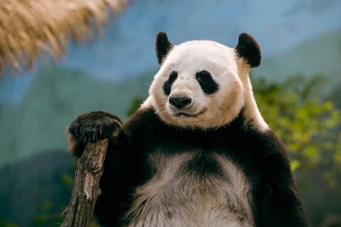 Top 7 Unknown Facts About Panda - पांडा के बारे में रोचक तथ्य.