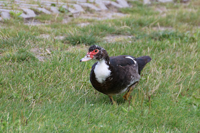 - Muskuseend - Cairina moschata domestica