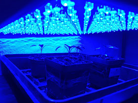 chili blaue leds