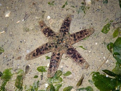 Starfish, Six-armed scaly sea star, Nepanthia belcheri
