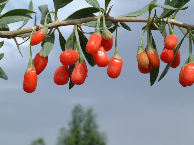 Kumpulan Gambar Buah Goji Berry