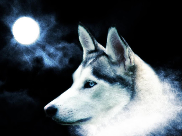 3D Wolf Wallpapers Free Download