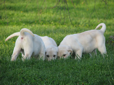 Beginners in hunting.