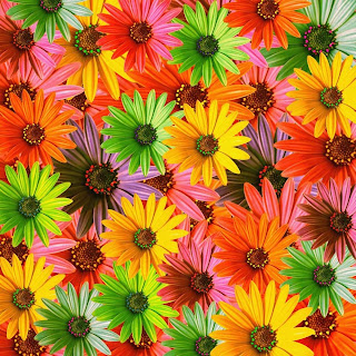 margaritas de colores Fotos de flores en 3D