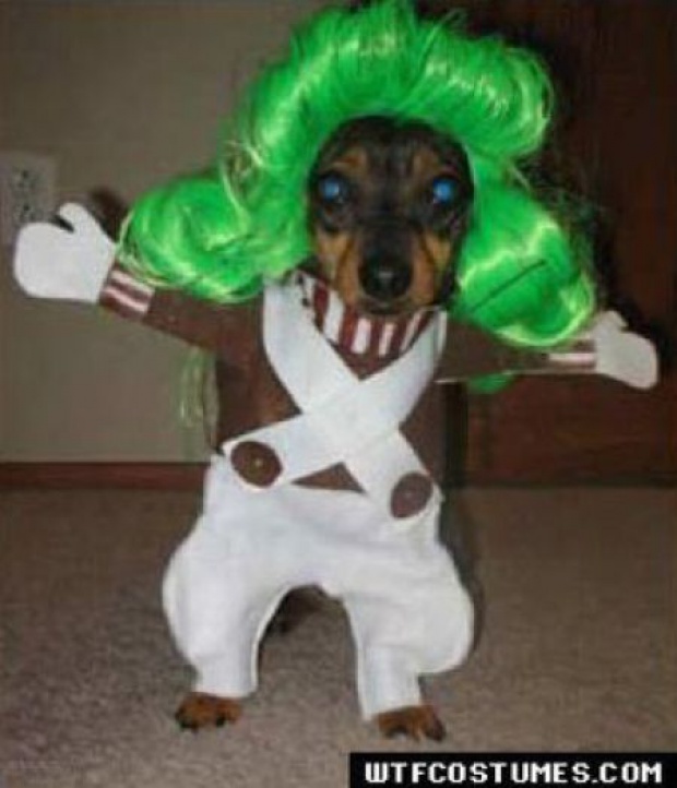 Dogs Dressed Up - 53 Pics