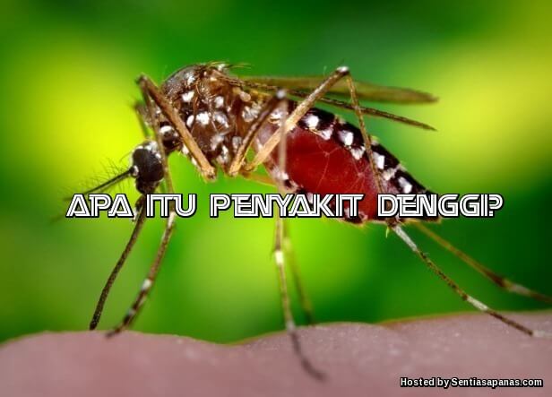 Apa Itu Penyakit Denggi, Virus Yang Tiada Penawarnya 
