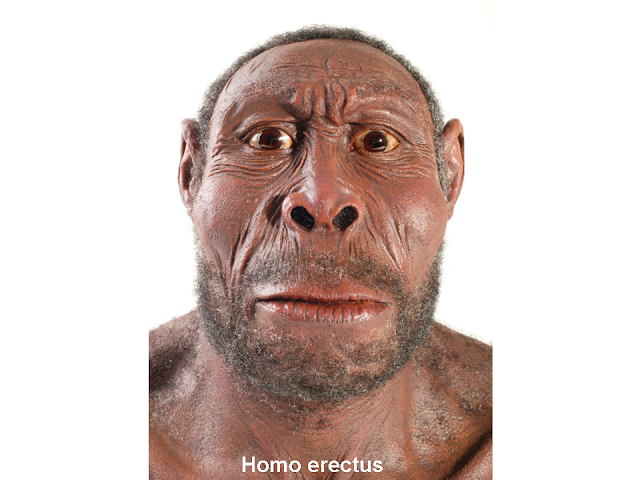 homo erectus rekonstrukció