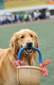 cachorro cesta