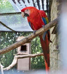 Red Parrot