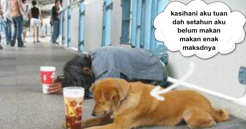  anjing  jadi pengemis photo lucu dolapdolop kumpulan 