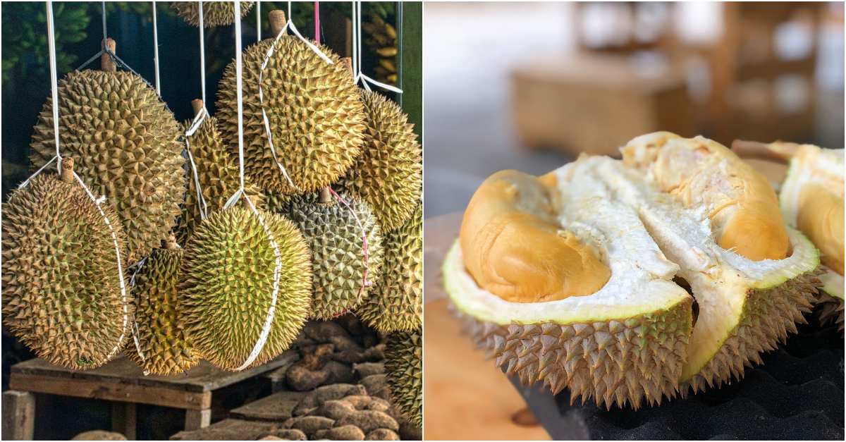 Petani Kabupaten Lebak, Banten Sukses Mengembangkan Durian Varietas Sangkanwangi