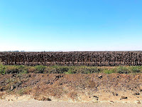 A field of dried up brown sunflowers against a blue sky