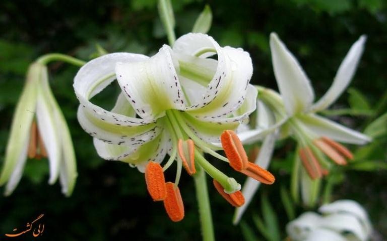 Лилия Ледебура (Lilium ledebourii)