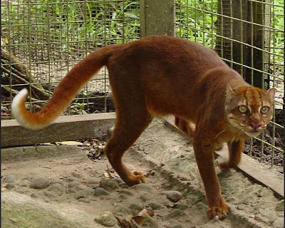 gambar kucing merah kalimantan