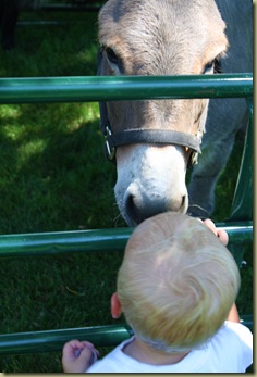 donkey3