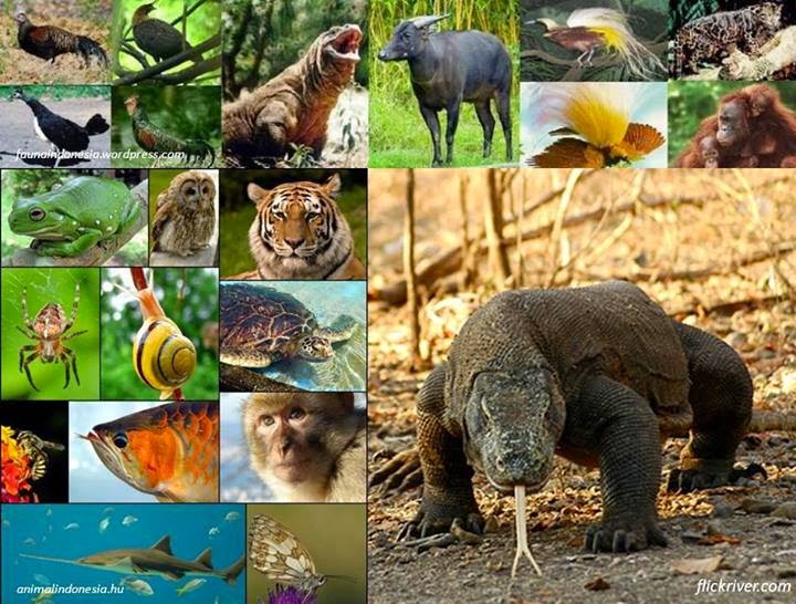 Keanekaragaman Hayati Indonesia (Materi Lengkap Biologi 