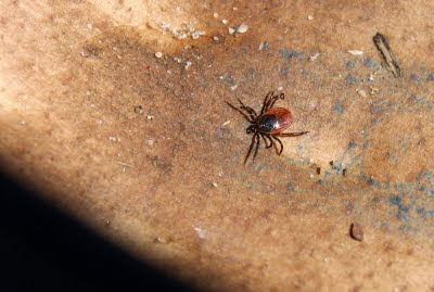 Schapenteek - Tyk - Ixodes ricinus