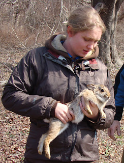 Biologist holding New England cottontail.