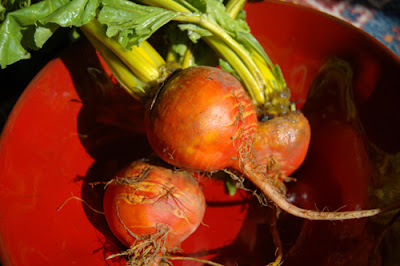 Three organic yellow beets from the local market