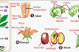 Organ dan Sistem Organ