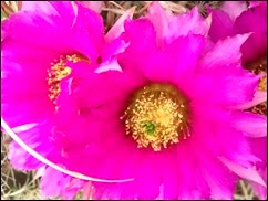 Cactus Blooms 1