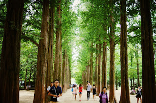 Pemandangan Nami Island