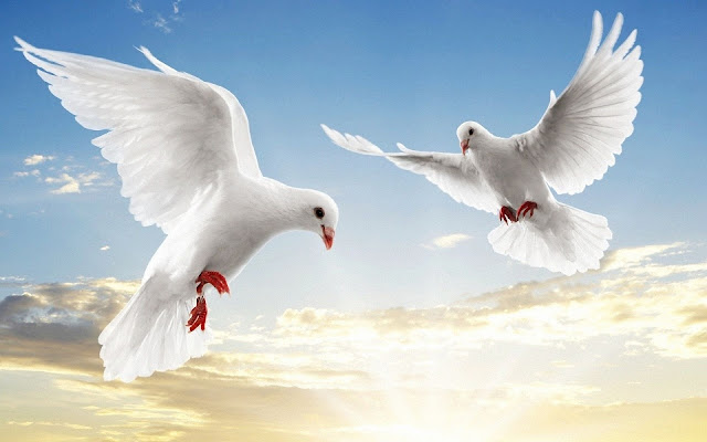 White Dove Wallpapers