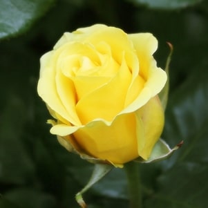 yellow rose meaning