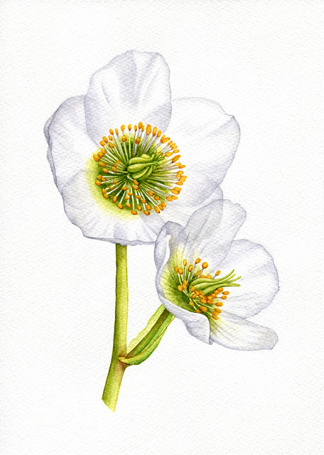 'Christmas Rose' 2021 by Oona Culley, botanical painting