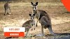 15 Surprising Facts About Kangaroos You Didn't Know 🦘✨