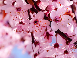 Gambar Bunga Sakura Paling cantik di Jepang 2000