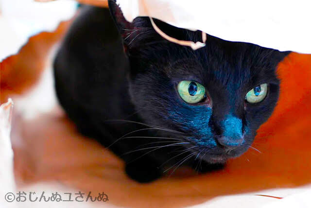 瞳がとても綺麗な紙袋に入ってじっとしている黒猫