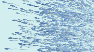 What is the relationship between the “Covid pandemic” and poor sperm activity?