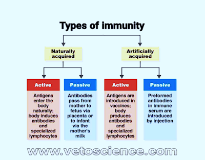 How many types of immunity in Hindi