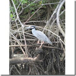 blueheron