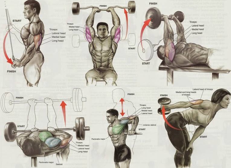 Bodybuilding Stomach Exercises Chart