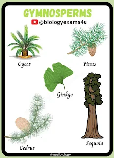 Plant Kingdom - Gymnosperms