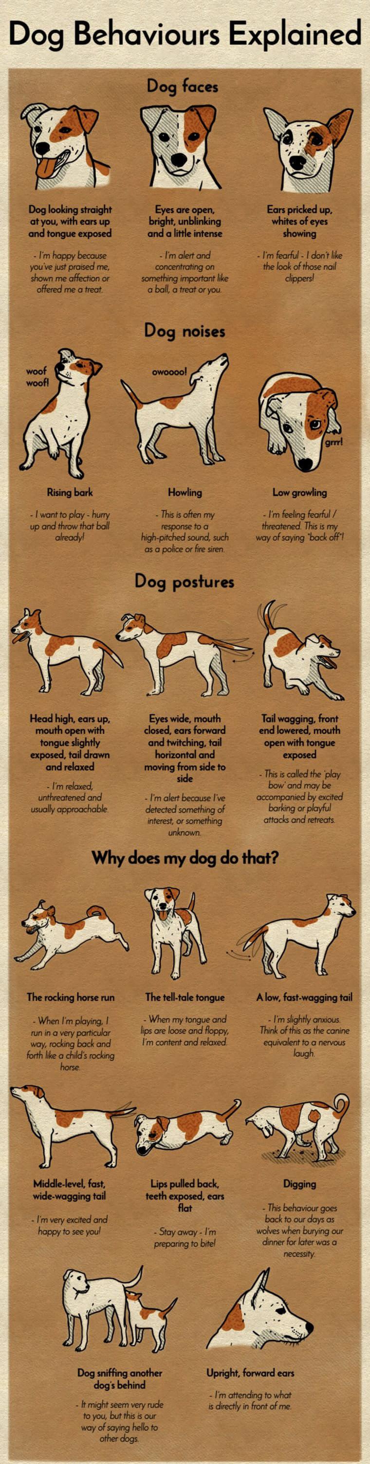 Dog behaviors explained in this chart