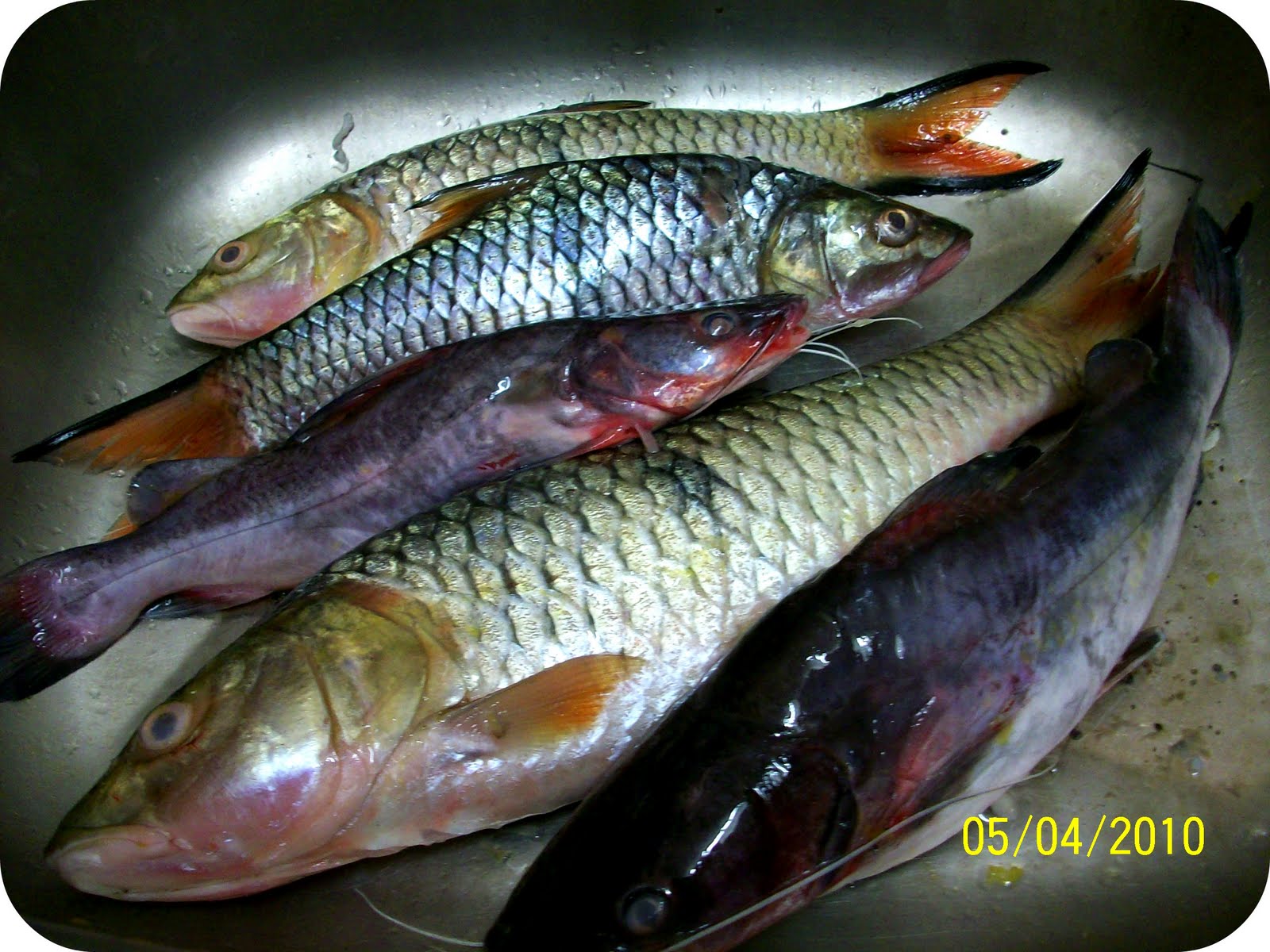 Hilangkan Hanyir Ikan  Sungai 