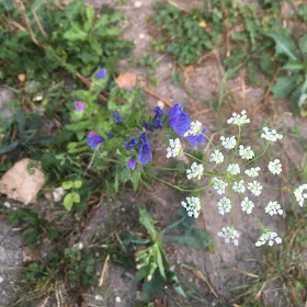 ammi majus et vipérine