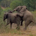Moment embarrassed elephant’s diarrhoea ruins love-making attempt