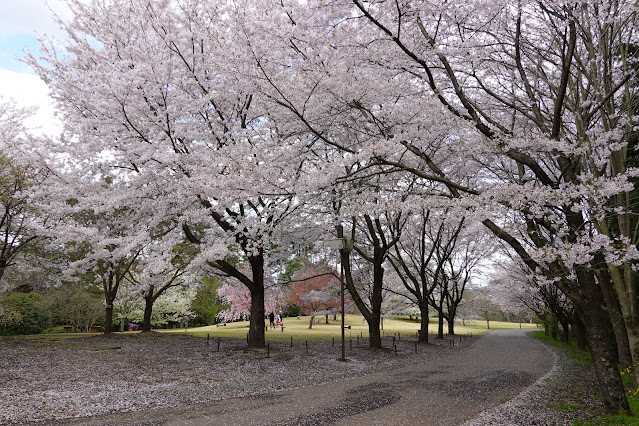 とっとり花回廊　桜の広場　ソメイヨシノ（染井吉野）