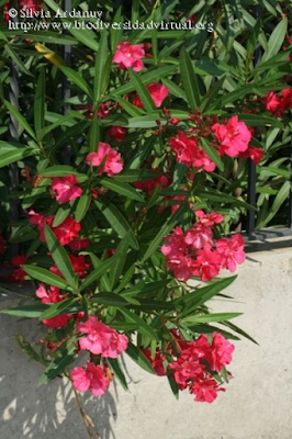 http://www.biodiversidadvirtual.org/herbarium/Nerium-oleander-L.-img244040.html