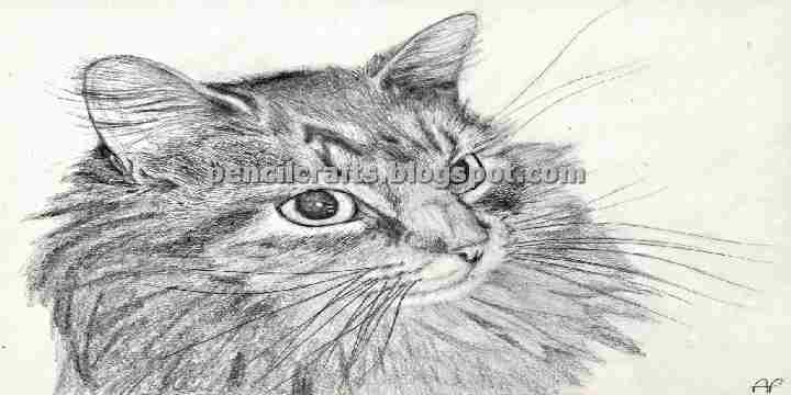 Cat Pencil Drawings Sketches and Ideas