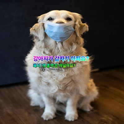 개 홍역, 어떻게 알 수 있을까요? 주요 증상 살펴보기