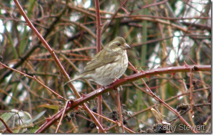 female Purple Finch