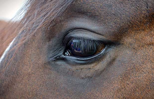 20 Fakta Menarik Tentang Kuda Hewan  Dengan Susunya yang  