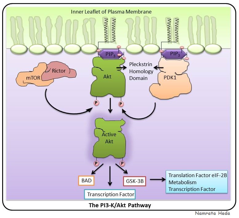 Pikinase domains